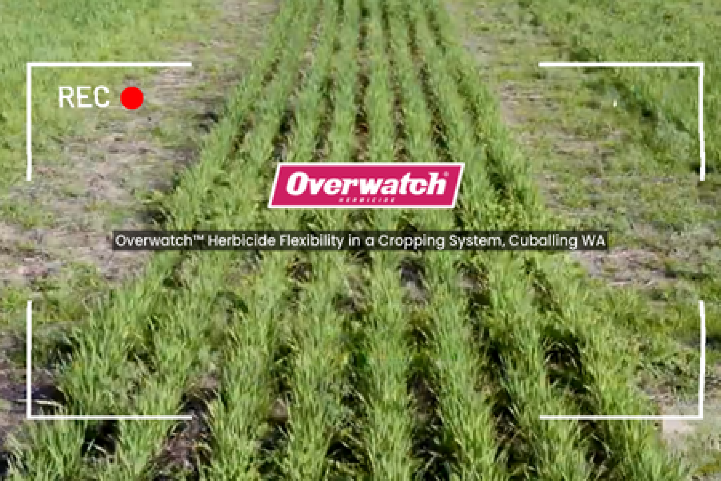 Overwatch™ Herbicide Flexibility in a Cropping System, Cuballing WA