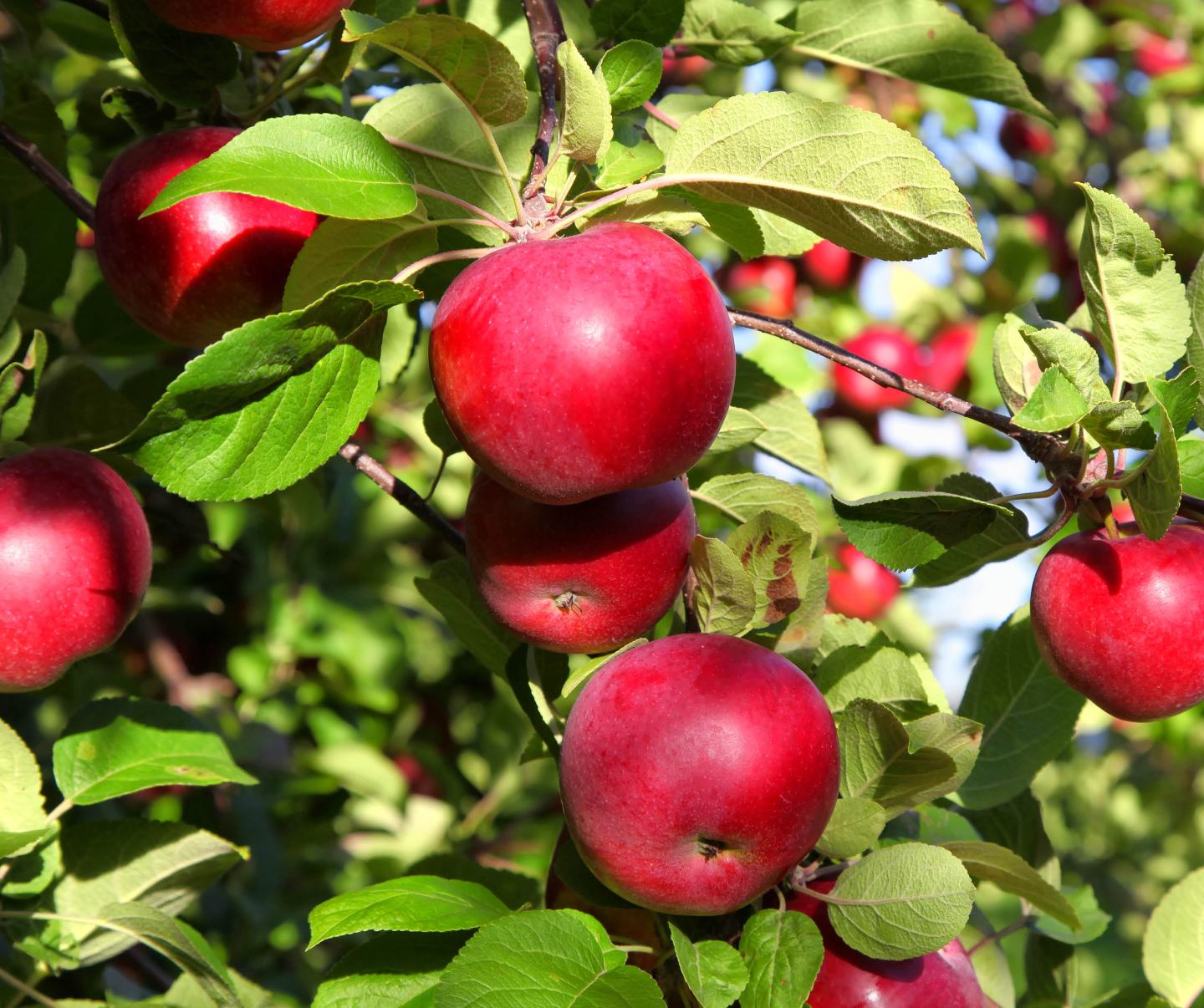Rote, reife Äpfel mit grünen Blättern im Apfelbaum mit leicht verschwommenen grünen, roten und blauen Hintergrund.