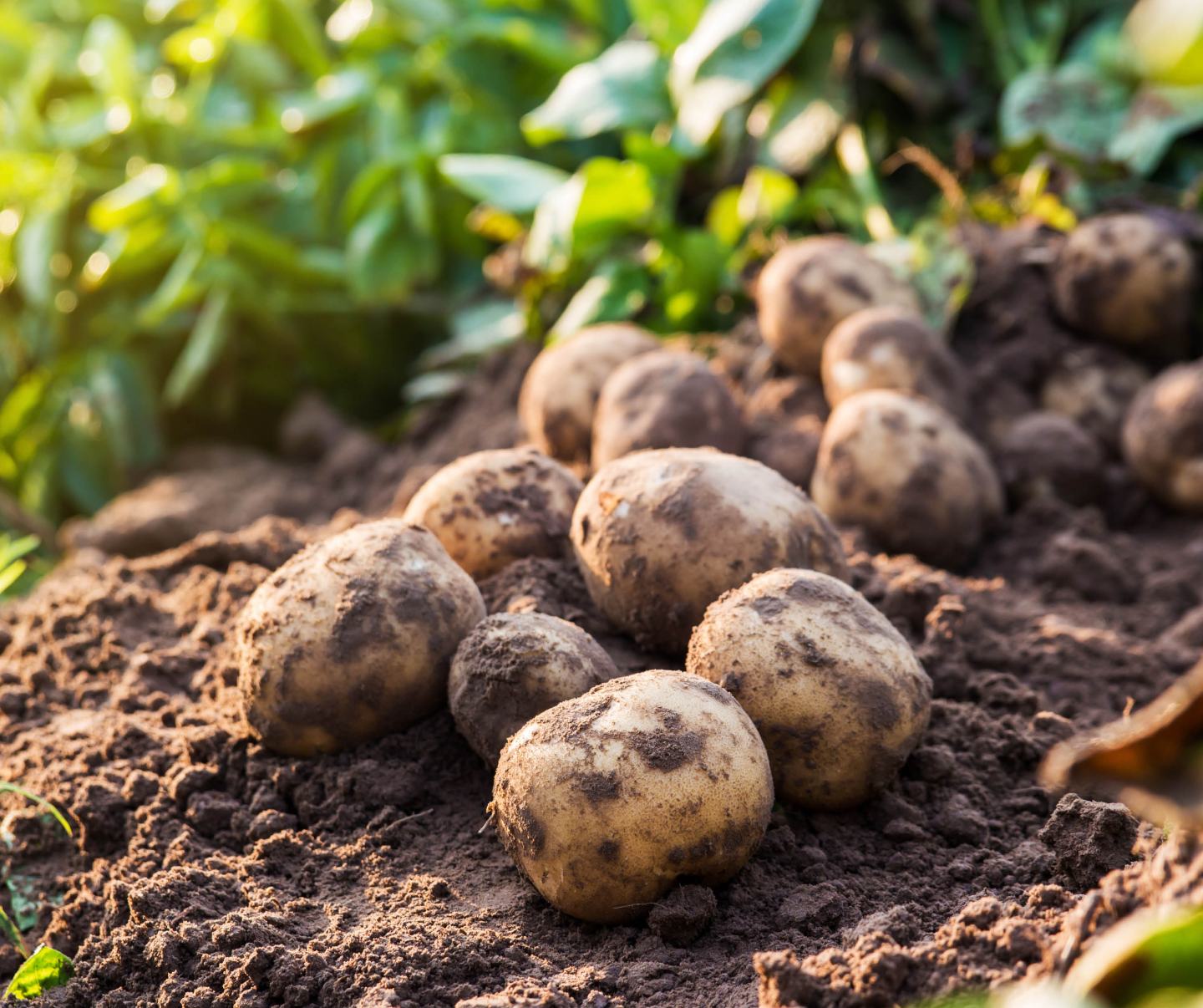 Braune Kartoffeln auf Erde im Hintergrund leicht verschwommene grüne Kartoffelpflanzen.