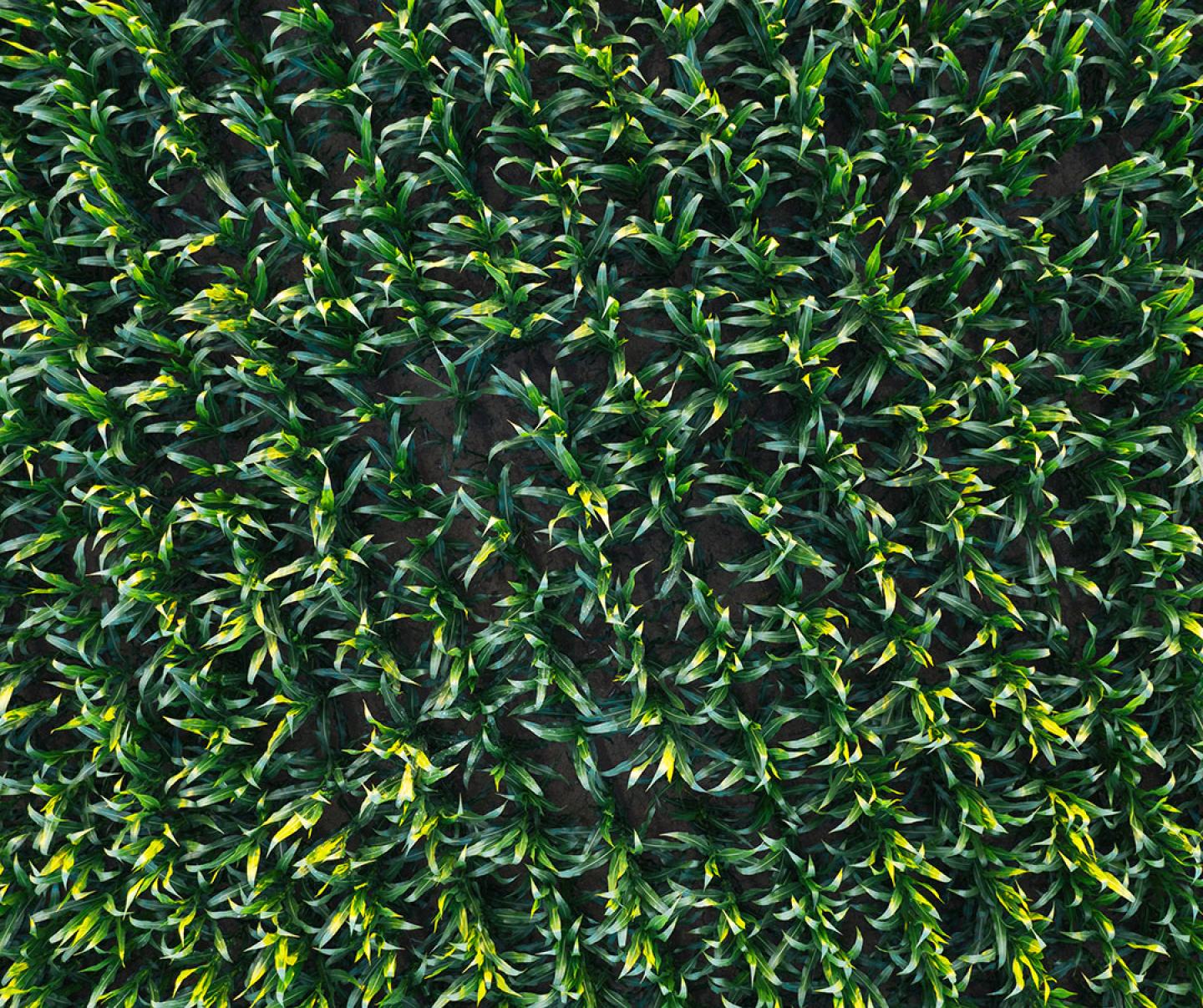 Aerial shot of corn crop
