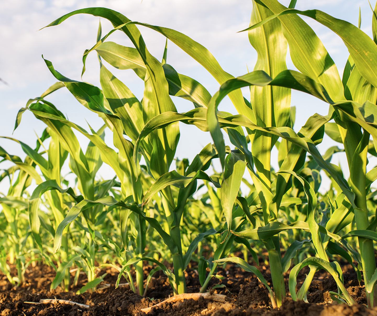 Close up of young corn in field