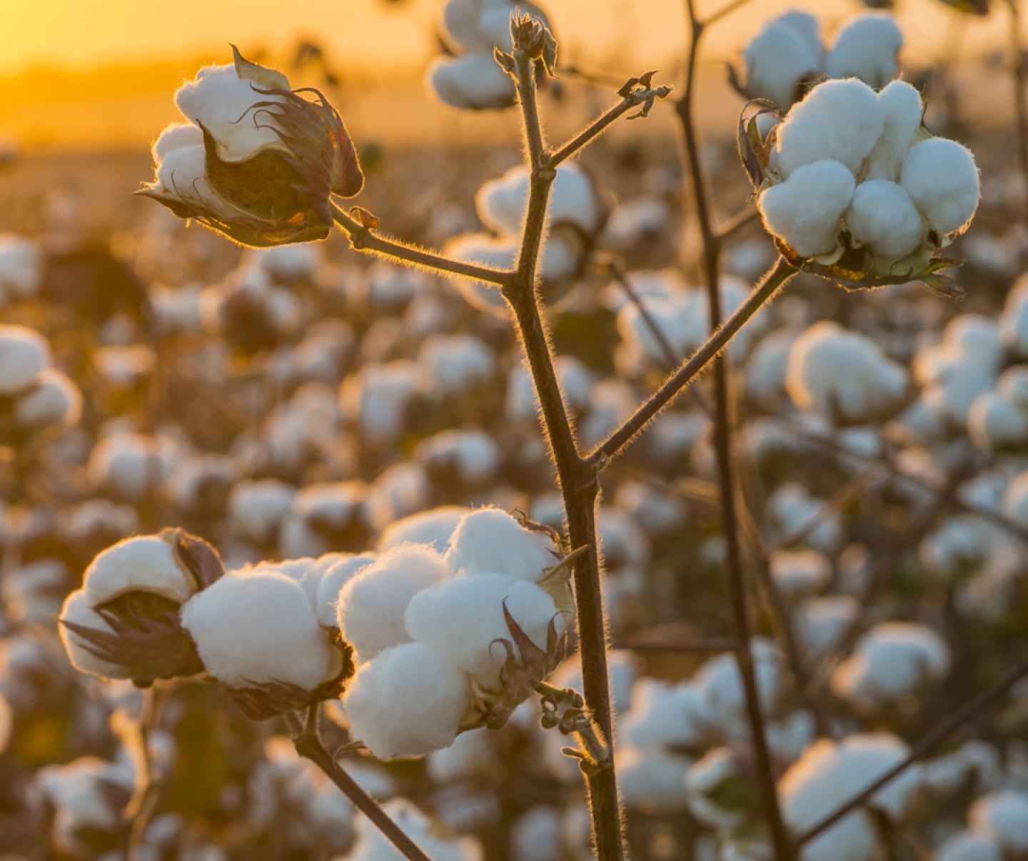 Close up of cotton crop