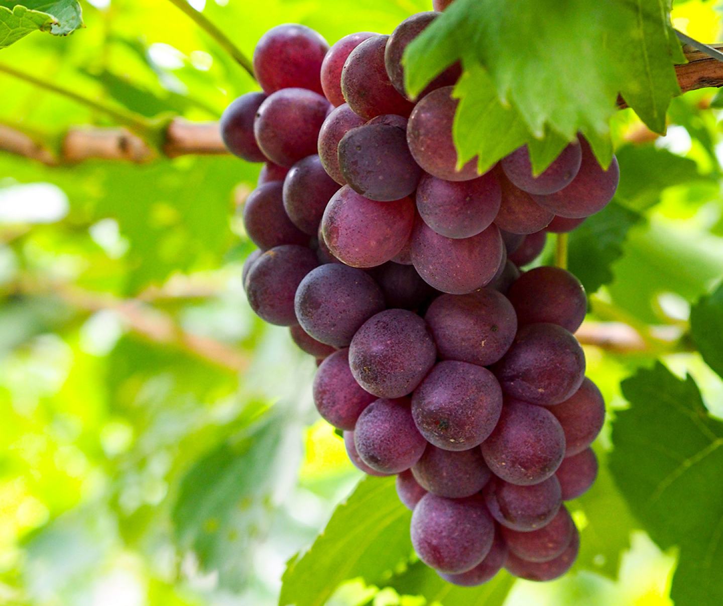 bunch of grapes up close