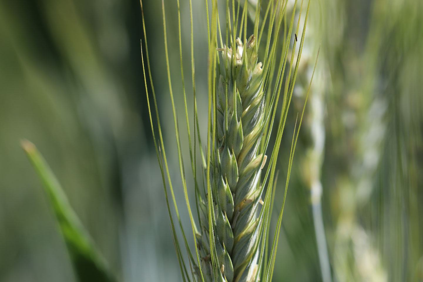FMC Upside Hatchtrack growing wheat