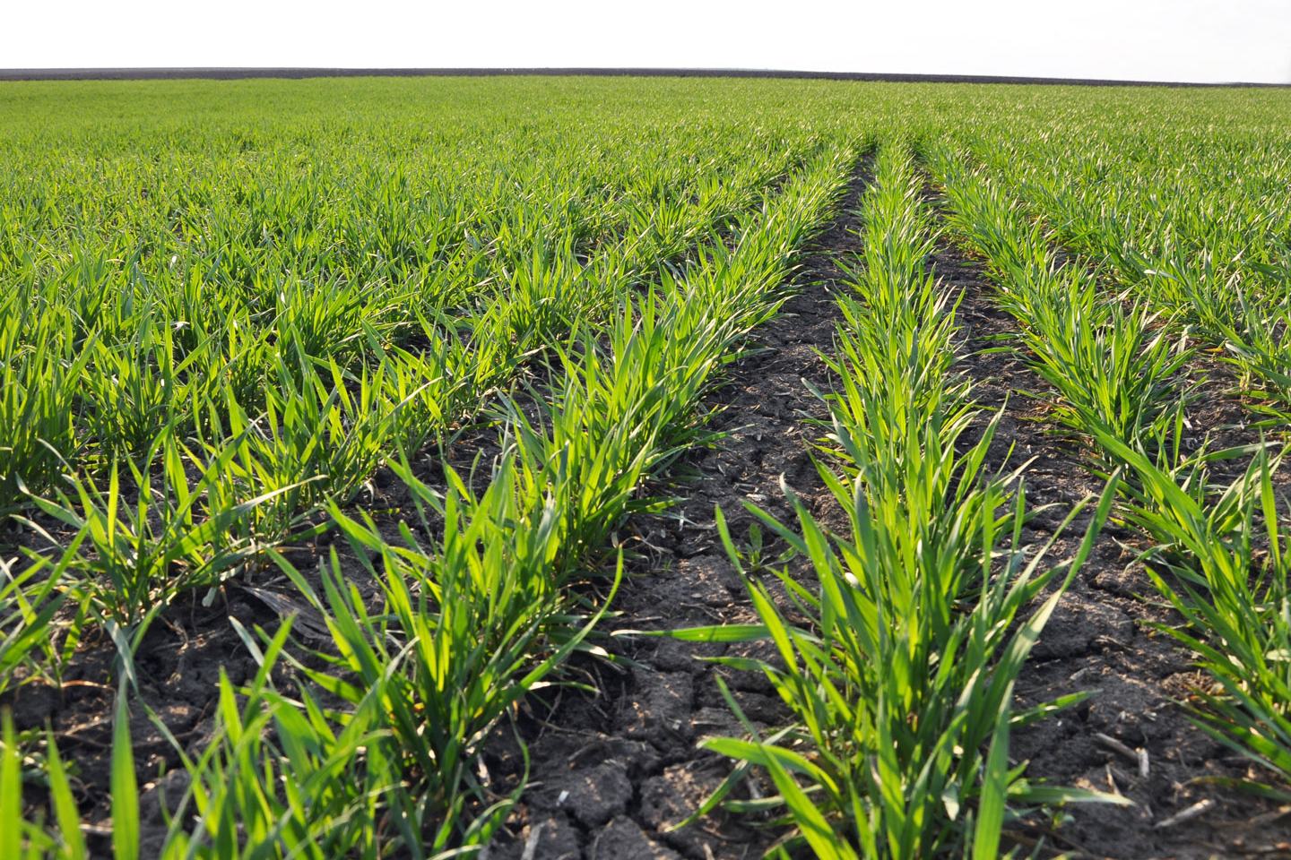 Irrigated Wheat Anthem Flex Herbicide