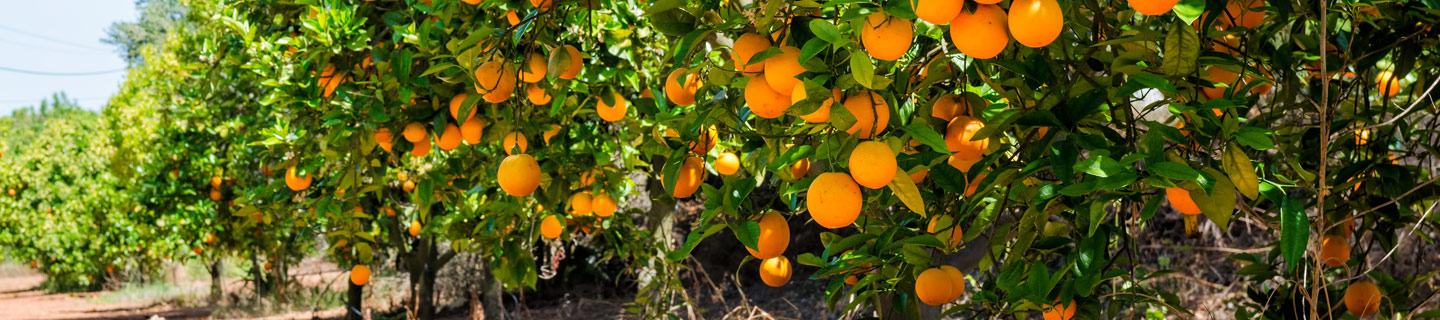 Oranges in trees