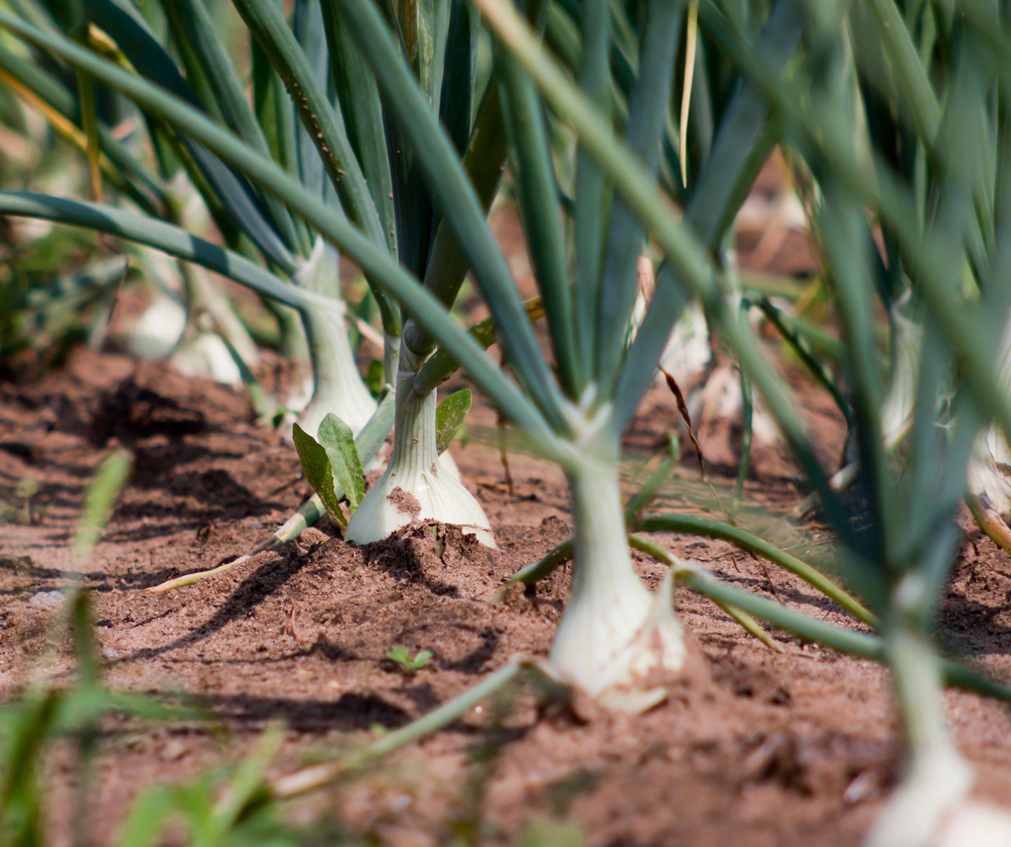 Green onion in the field 