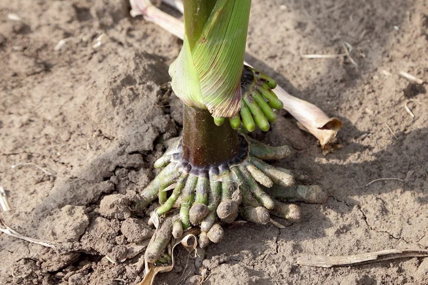 corn roots