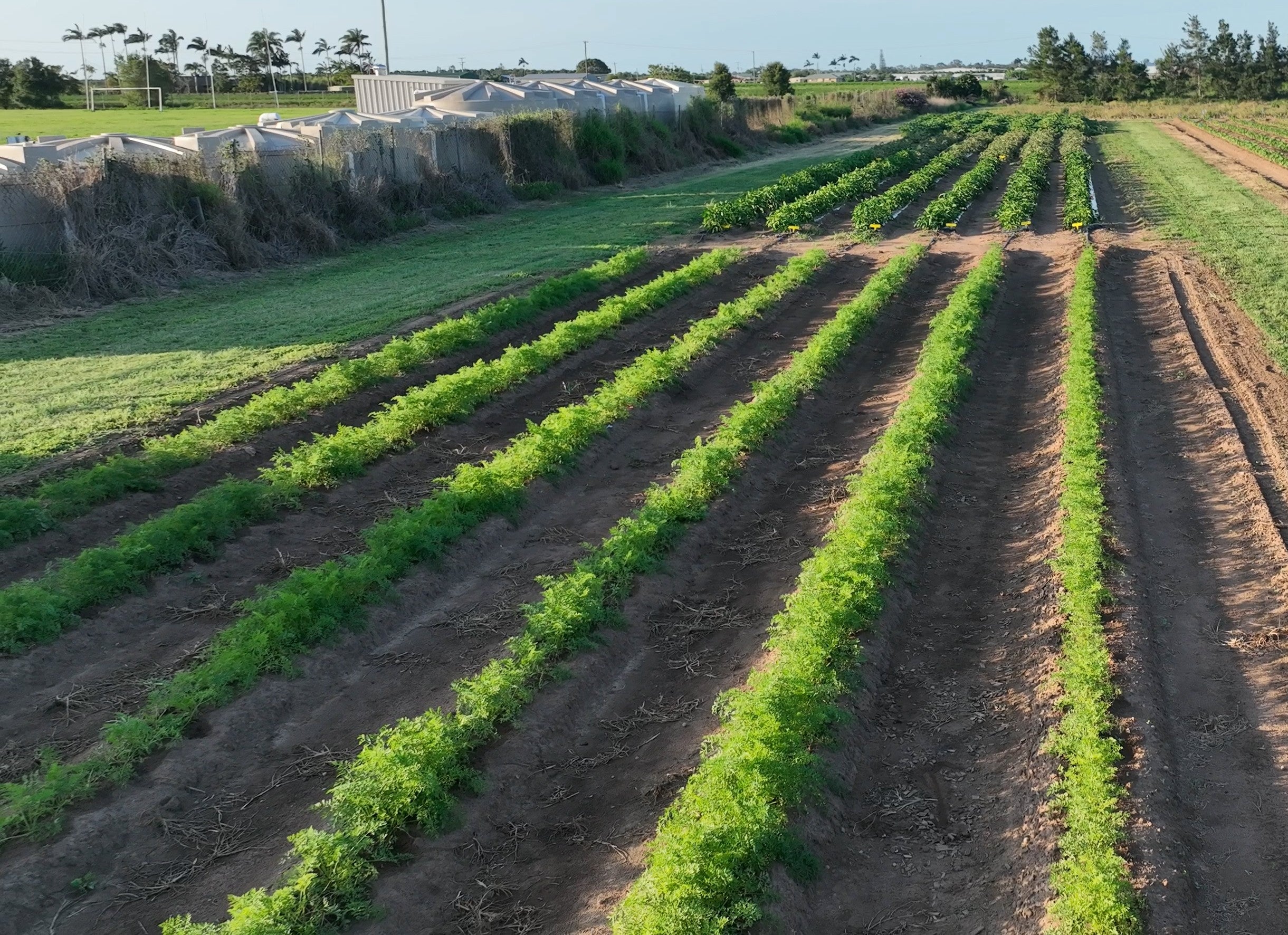 Catulia field trial
