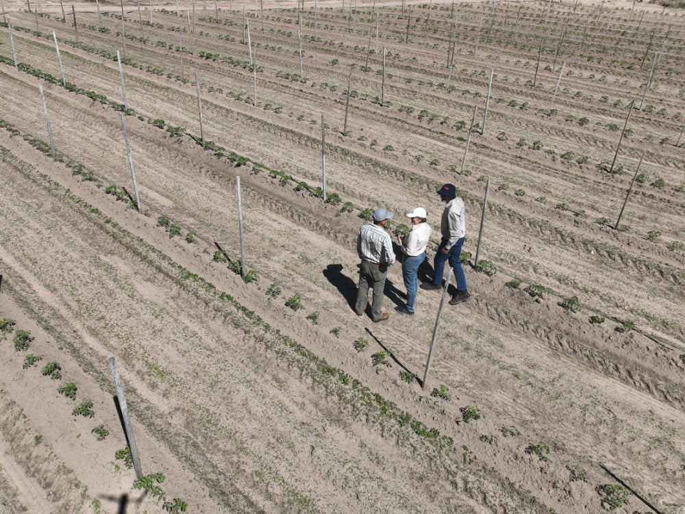 Tomato Trial, Granite Belt