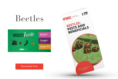 Beetle Hort