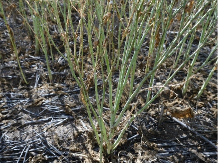 image of bugs on plant stalks