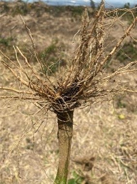 image of capsicum with root nematode damage