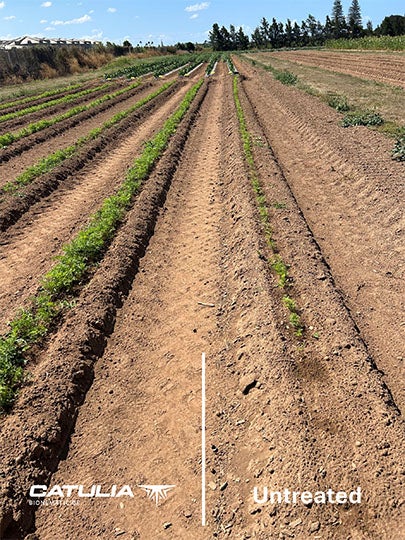 Catulia treatment comparison