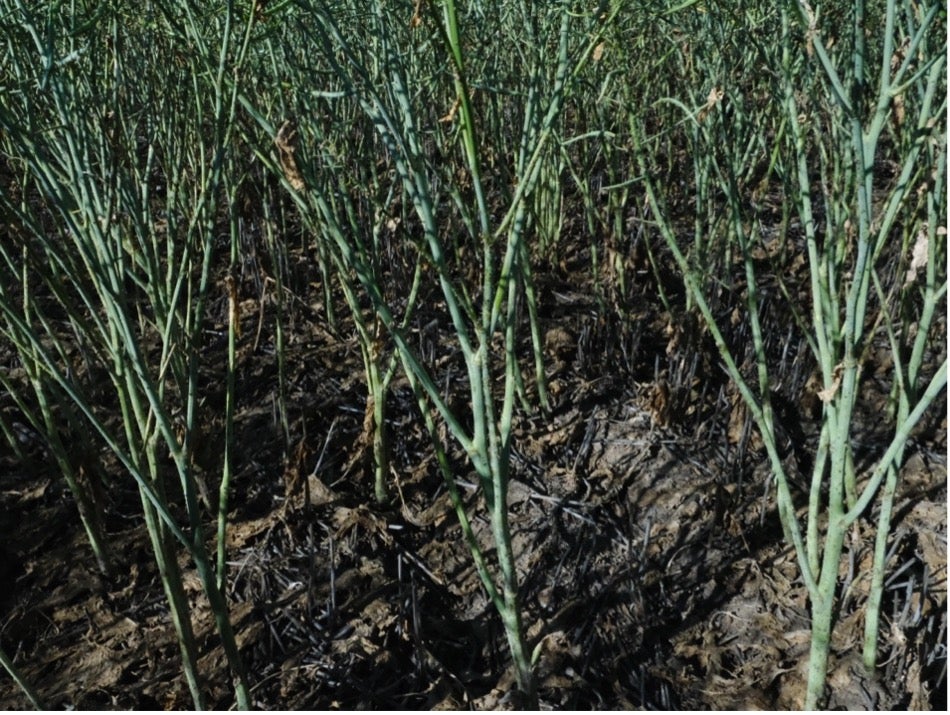 image of healthy foliage