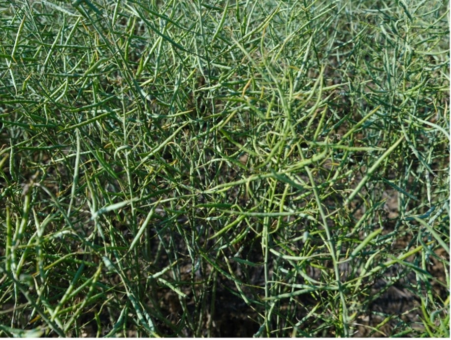 image of healthy upper foliage
