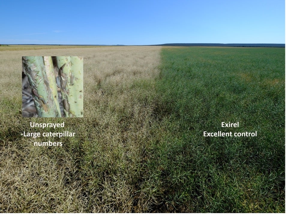 image of field showing difference between sprayed and non-sprayed crops