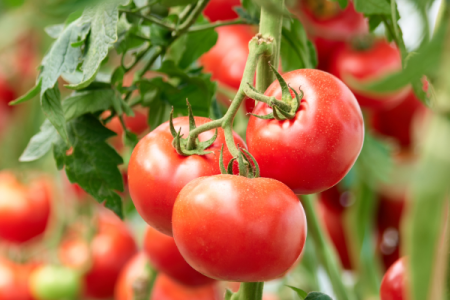 Tomatoes