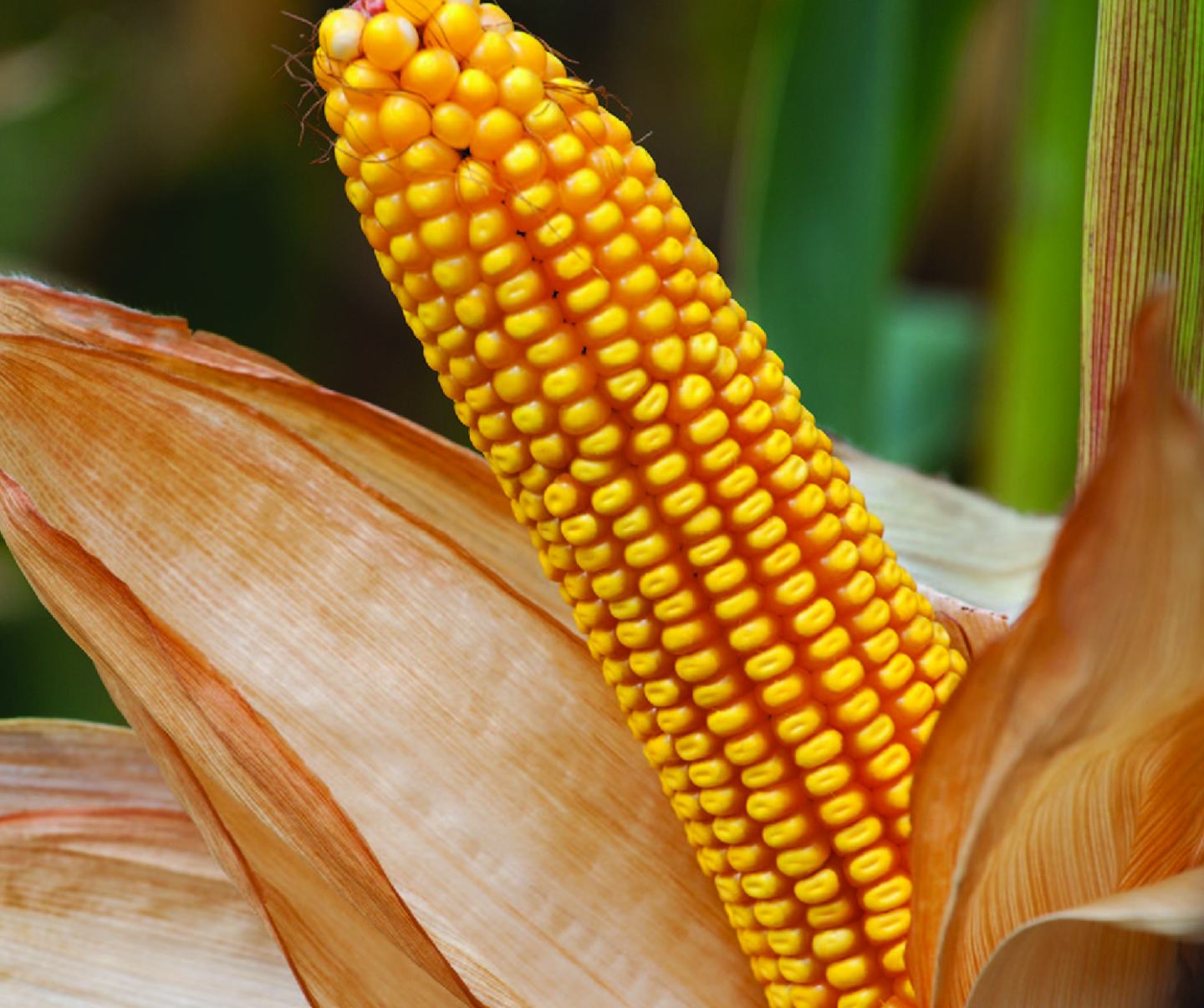 Maize