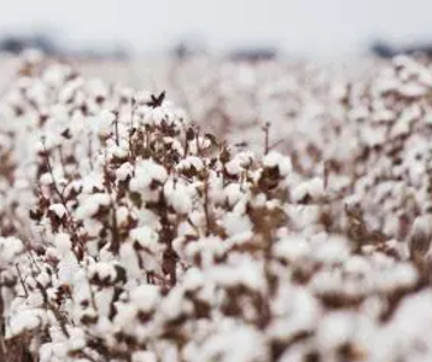 Cotton plant