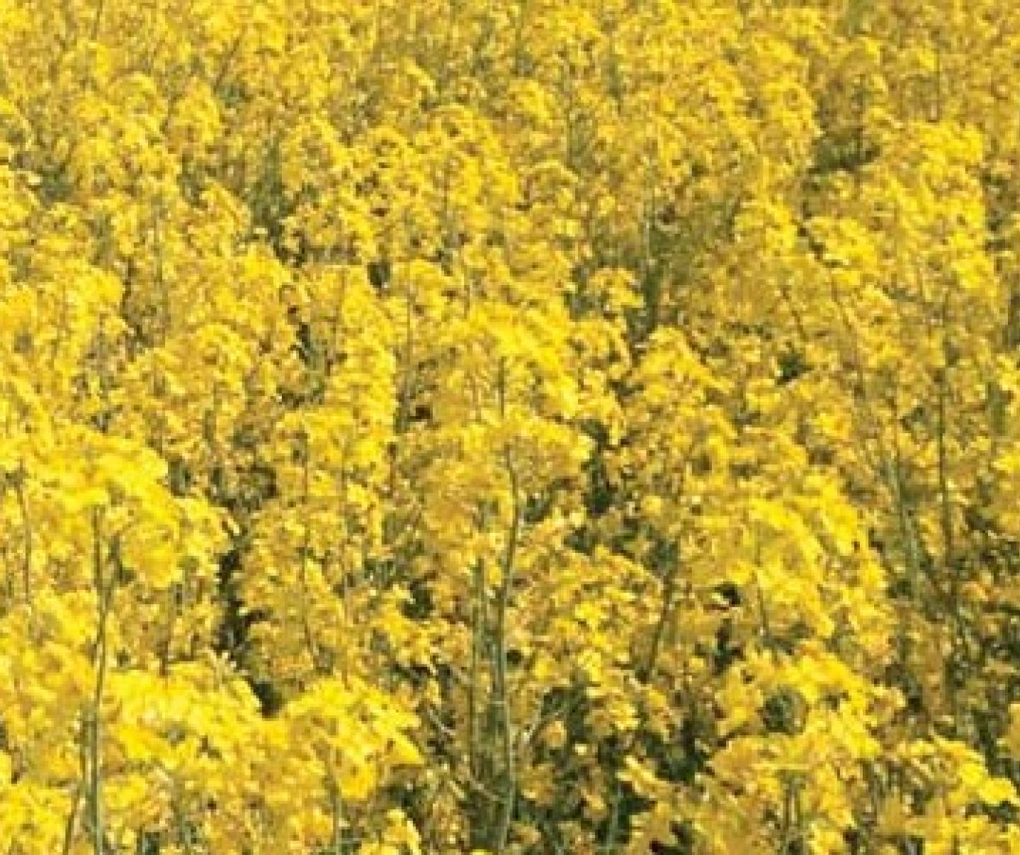 Canola