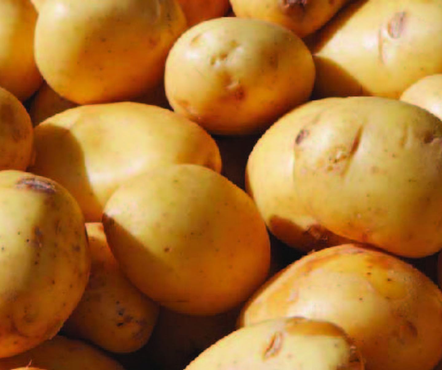 Fuzilier® Herbicide Potato