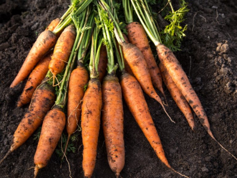 Carrots