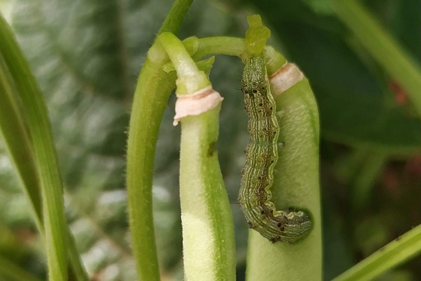 Helicoverpa