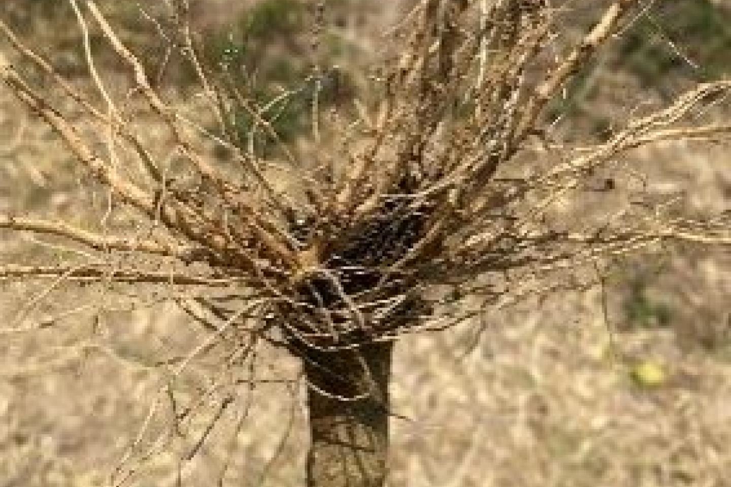 Capsicum with nematode root damage