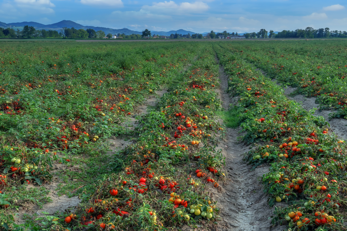 Field Tomato Crop