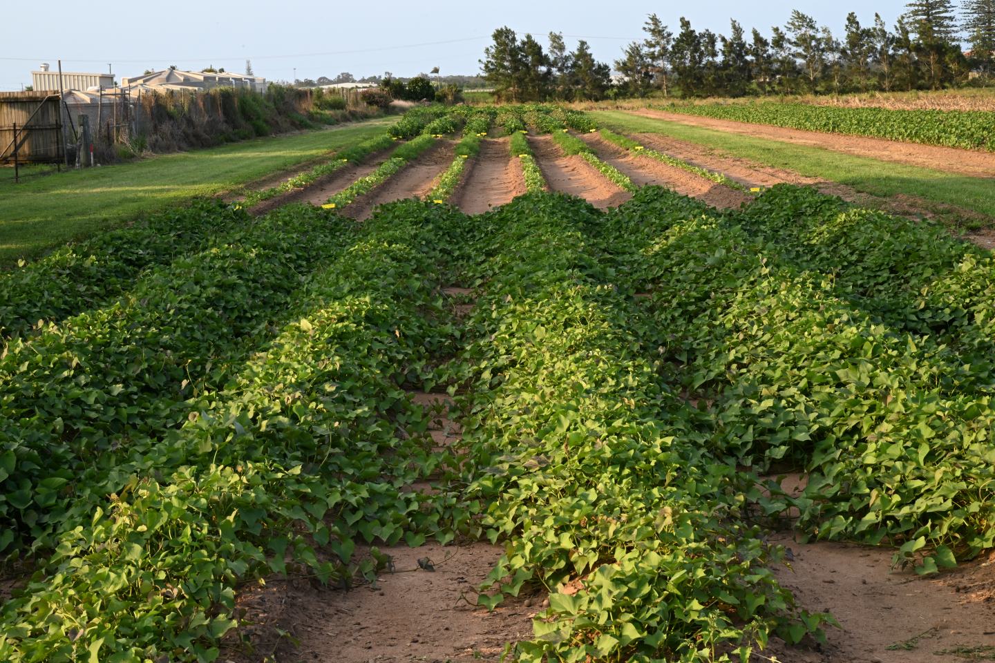 field trial