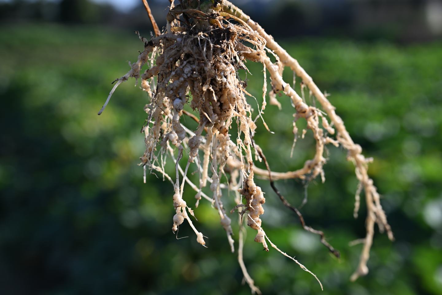 root-knot nematode galls
