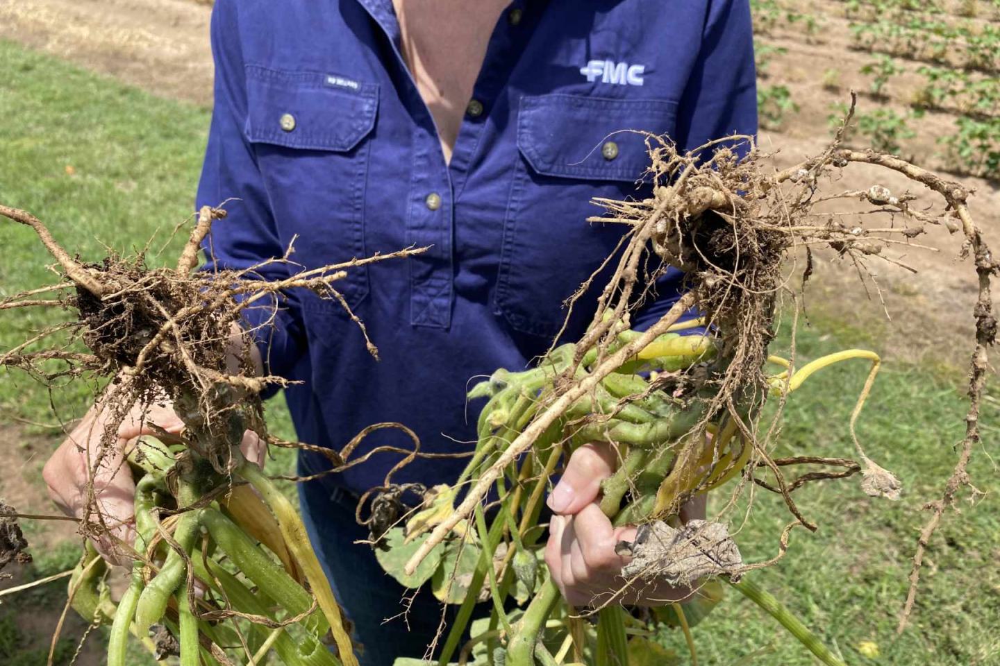 The science behind FMC’s biological nematode control