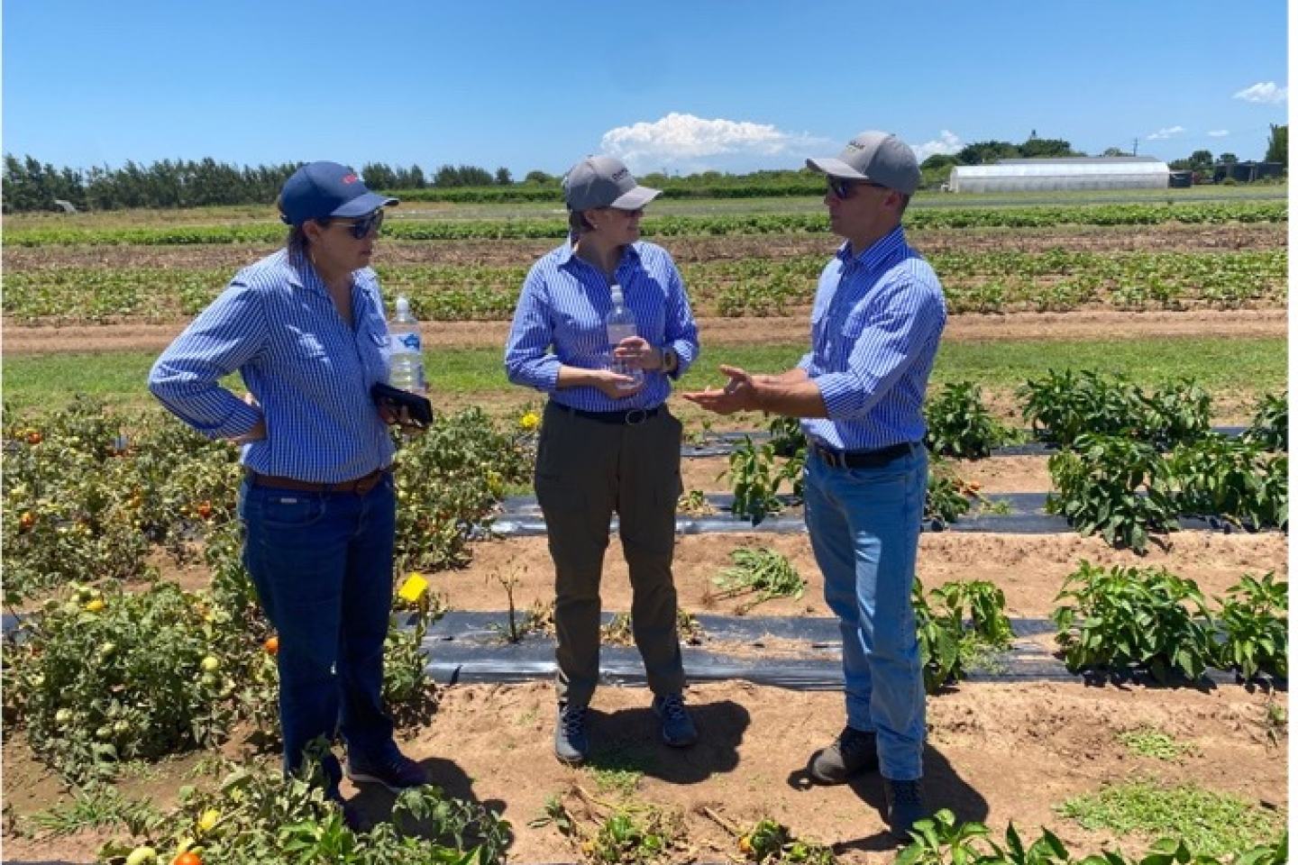 Catulaia field trials