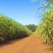 Sugar cane