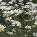 pyrethrum