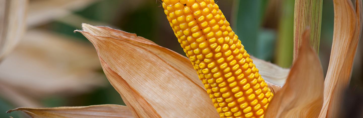 maize