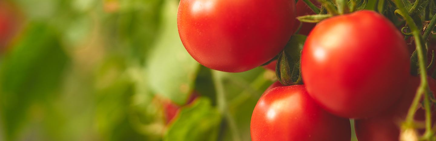 tomato greenhouse