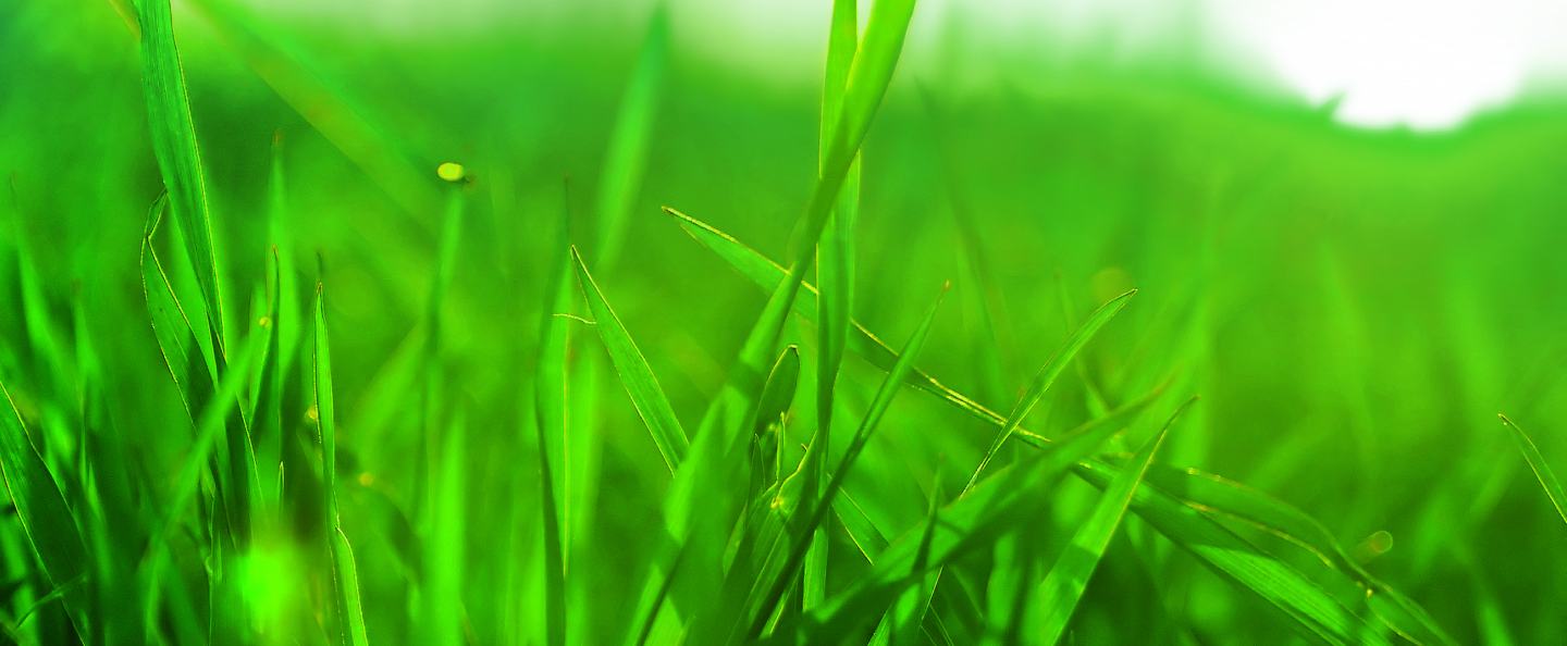 grass