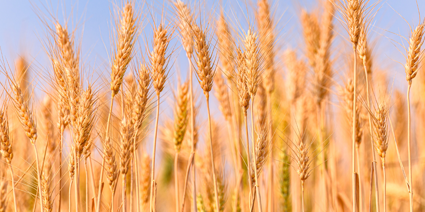 Wheat