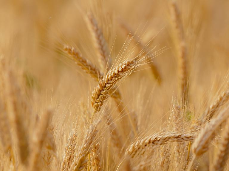 Céréales