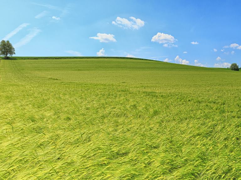 Prairie