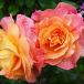 Plantes ornementales