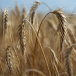 Triticale