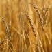 Spelt