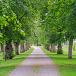 Laanbomen