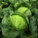 Groene kool