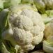 Witte kool