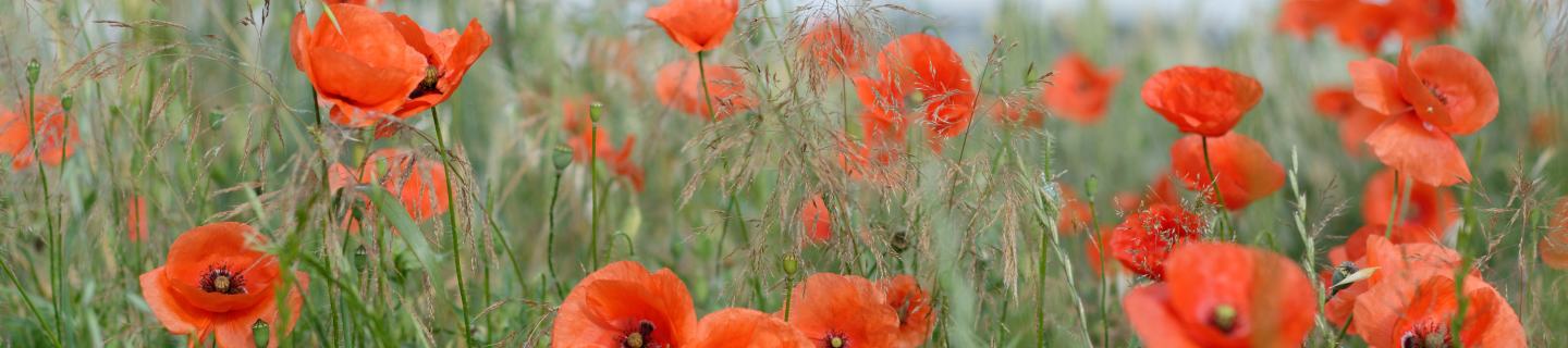 Poppies
