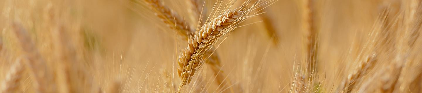 Céréales